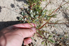 Gilia tenuiflora