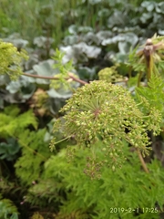 Afroligusticum thodei