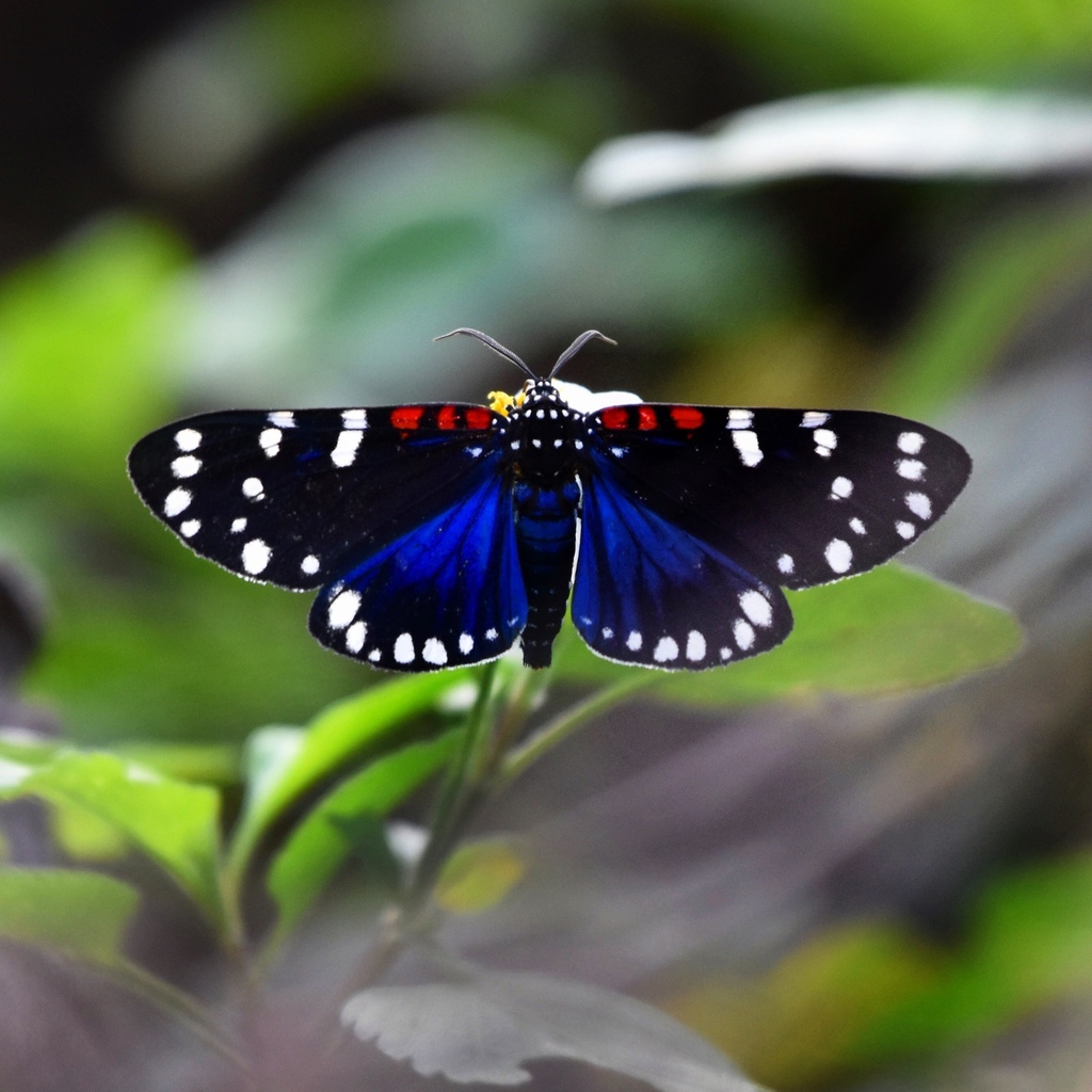 Faithful Beauty
