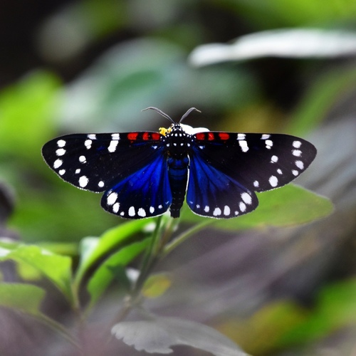 Faithful Beauty
