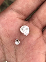 Praticolella mexicana