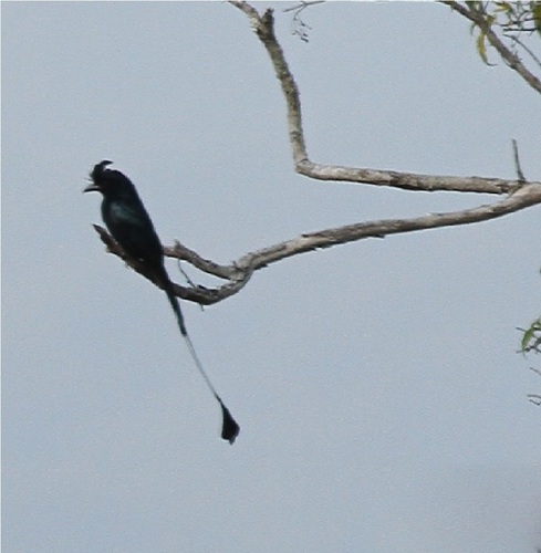 Greater Racket-tailed Drongo