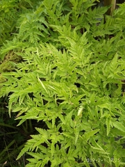 Afroligusticum thodei