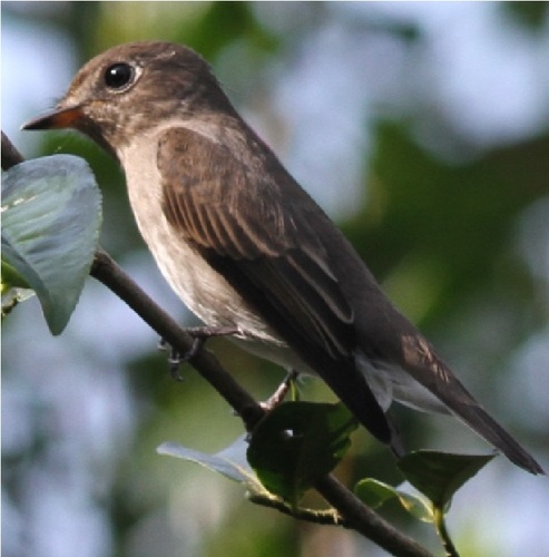 Taiga Flycatcher