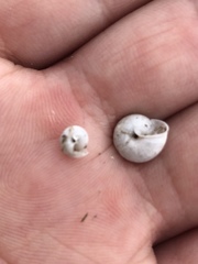 Praticolella mexicana