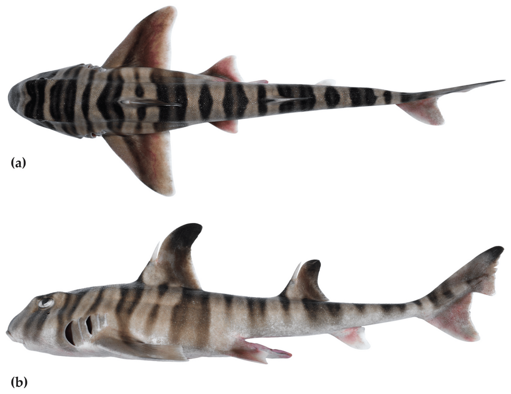 Marshall's hornshark