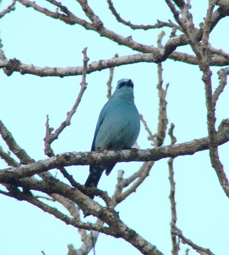 Verditer Flycatcher