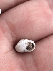 Praticolella mexicana