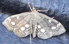 Anania tertialis