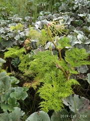 Afroligusticum thodei