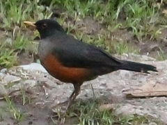 Turdus fulviventris