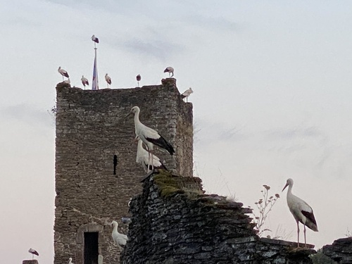 Cigogne blanche