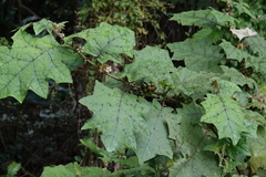 Solanum stramoniifolium