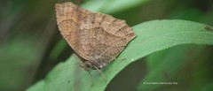 Pindis squamistriga