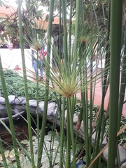 Cyperus papyrus