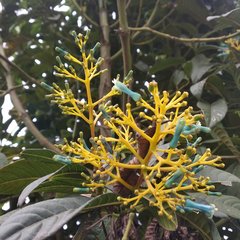 Palicourea weberbaueri