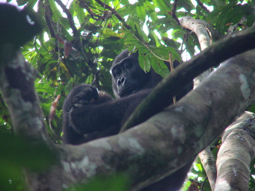 Western Lowland Gorilla