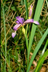 Iris graminea
