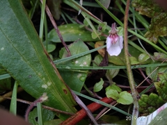 Diclis rotundifolia