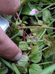 Diclis rotundifolia