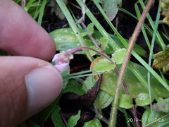 Diclis rotundifolia