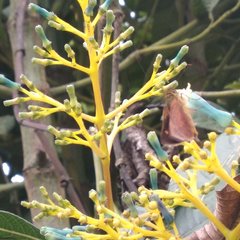 Palicourea weberbaueri