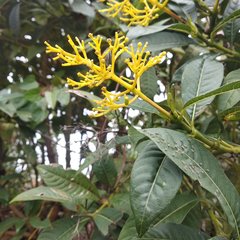 Palicourea weberbaueri