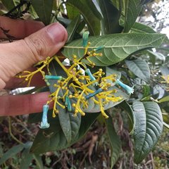 Palicourea weberbaueri