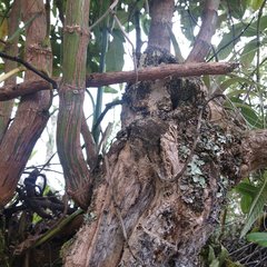 Palicourea weberbaueri