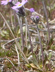 Primula laurentiana