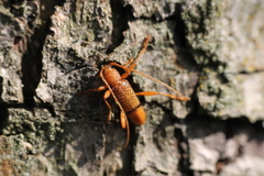 Xuthodes punctipennis