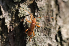 Xuthodes punctipennis