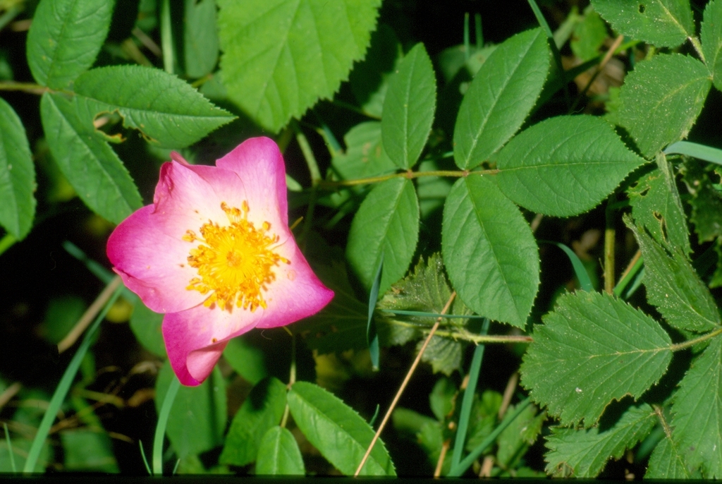 Rosa gallica