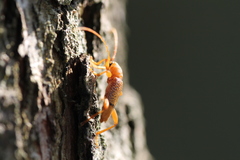 Xuthodes punctipennis