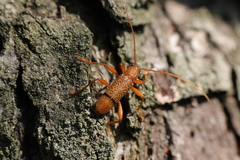 Xuthodes punctipennis