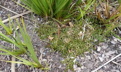 Epilobium brunnescens