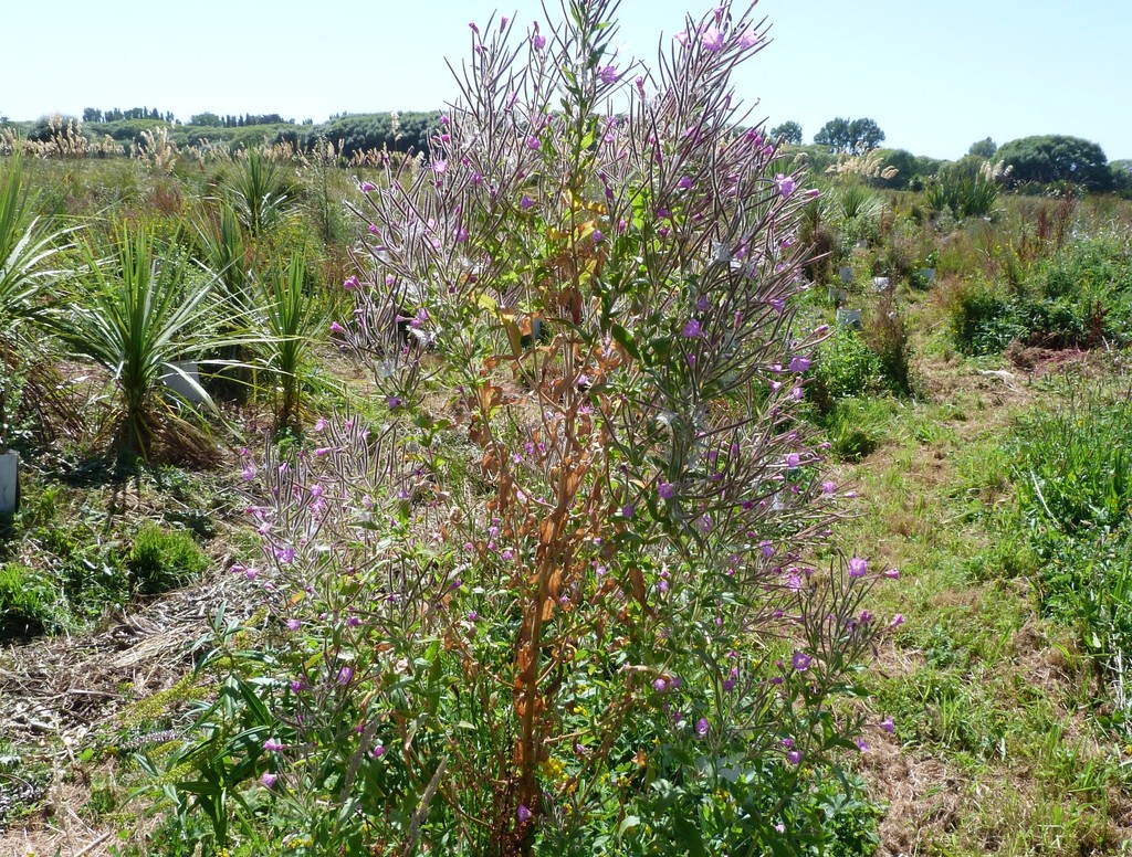 Great Willowherb