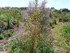 Epilobium hirsutum — photo 3
