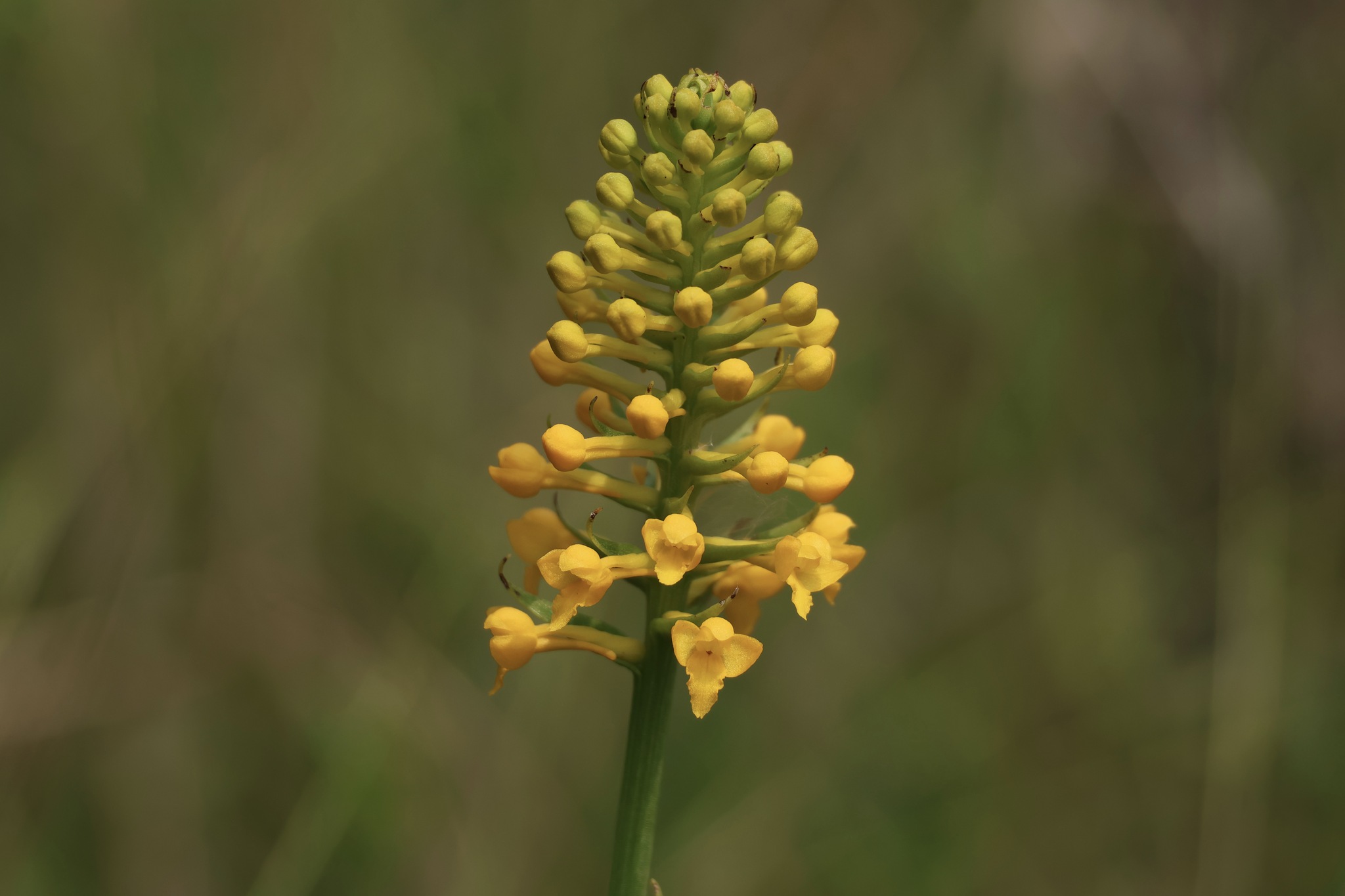 Platanthera integra