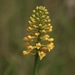 Yellow Fringeless Orchid - Photo (c) er-birds, some rights reserved (CC BY), uploaded by er-birds