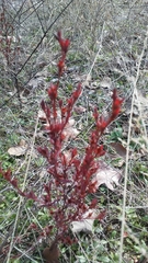 Hypericum drummondii