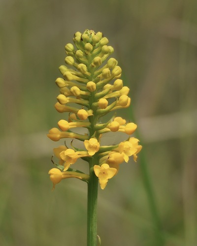Image of Platanthera integra by (c) er-birds, some rights reserved (CC BY)