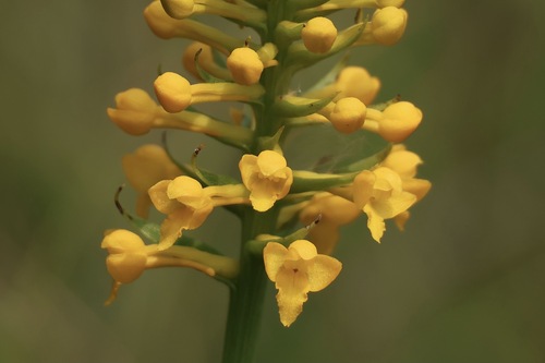 Image of Platanthera integra by (c) er-birds, some rights reserved (CC BY)