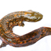 Salamandras Gigantes - Photo (c) Brian Gratwicke, algunos derechos reservados (CC BY)