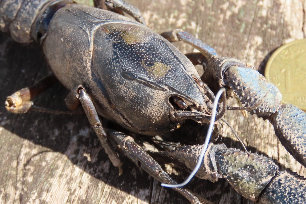 Parastacus saffordi