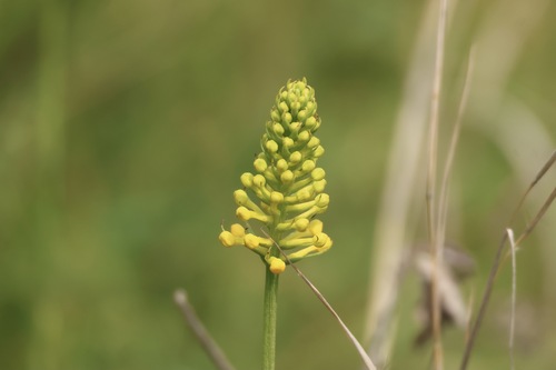 Image of Platanthera integra by (c) er-birds, some rights reserved (CC BY)