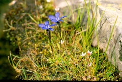 Gentiana rostanii