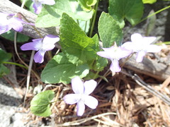 Viola novae-angliae