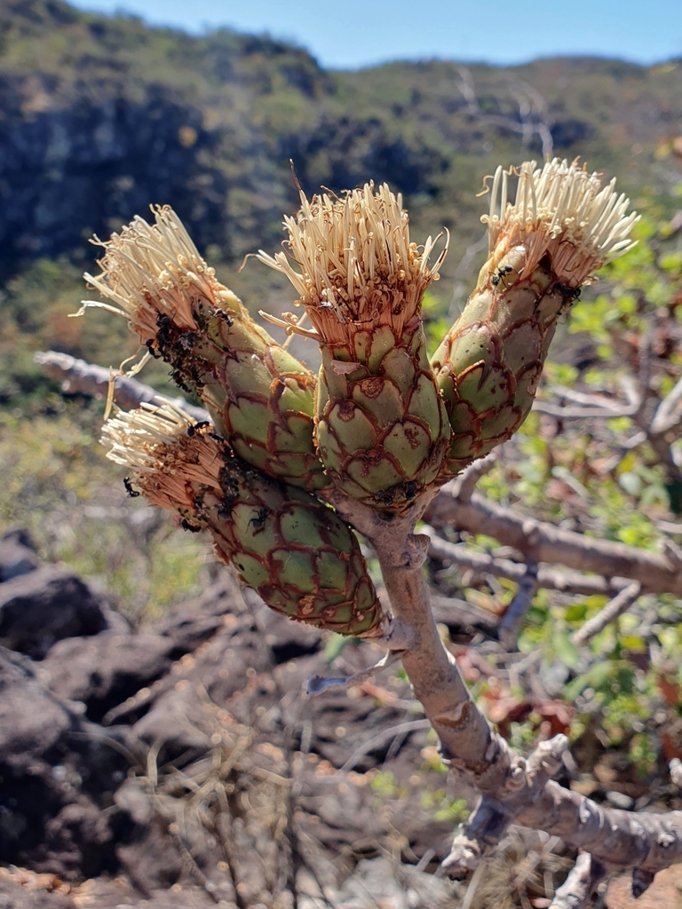 Wunderlichieae