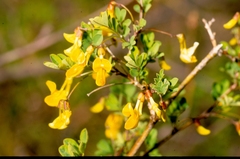 Hippocrepis emerus emerus